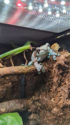 This is Miguel my Amazon Milk Frog