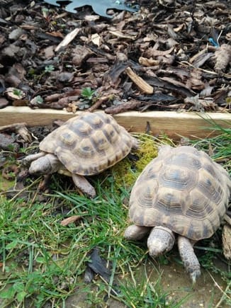 The tortoises (Tiger and Leonardo I think)