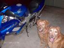 2006 VTR1000 SUPER<<FABULOUS>>HAWK!