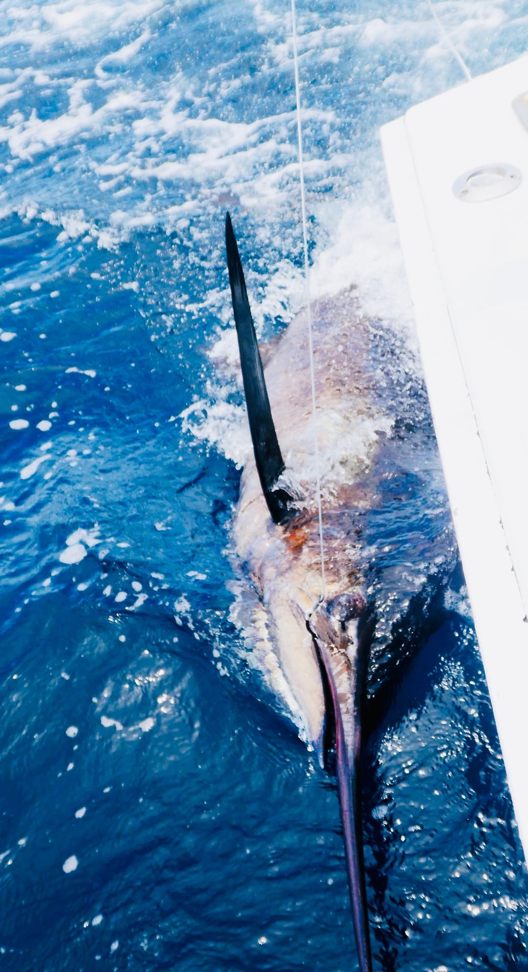 Expert Insight Into Blue Marlin Fishing Hook Sets - InTheBite