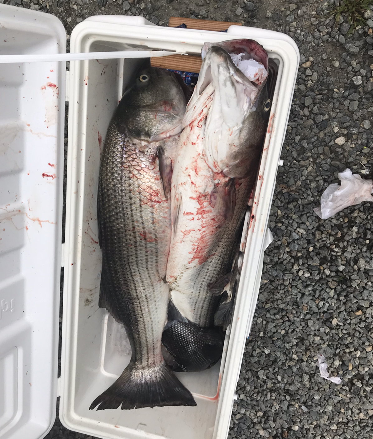 Trolling Stripers - Lead core Line - The Hull Truth - Boating and Fishing  Forum