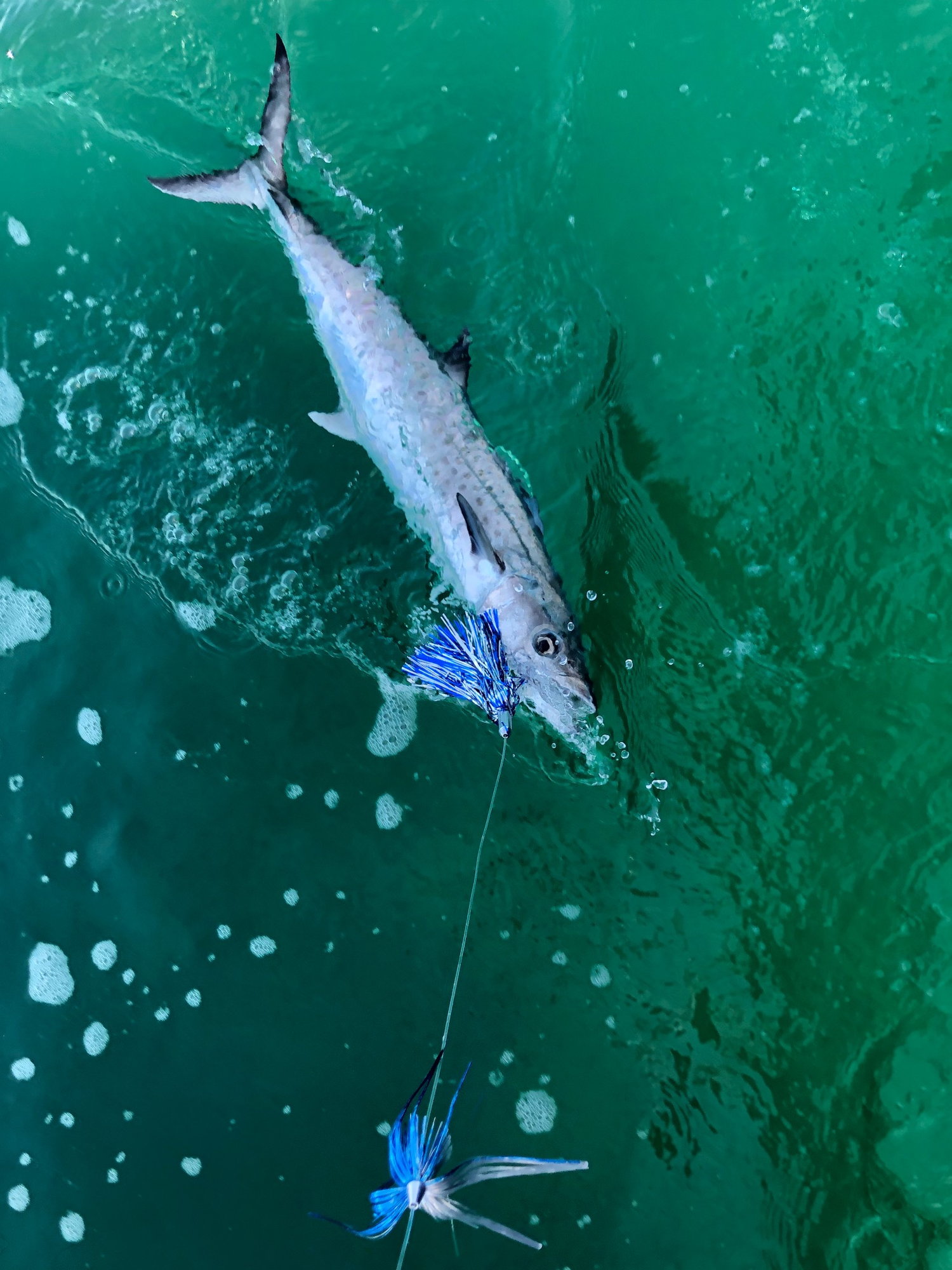 St. Lucie Inlet / Stuart offshore fishing report - The Hull Truth