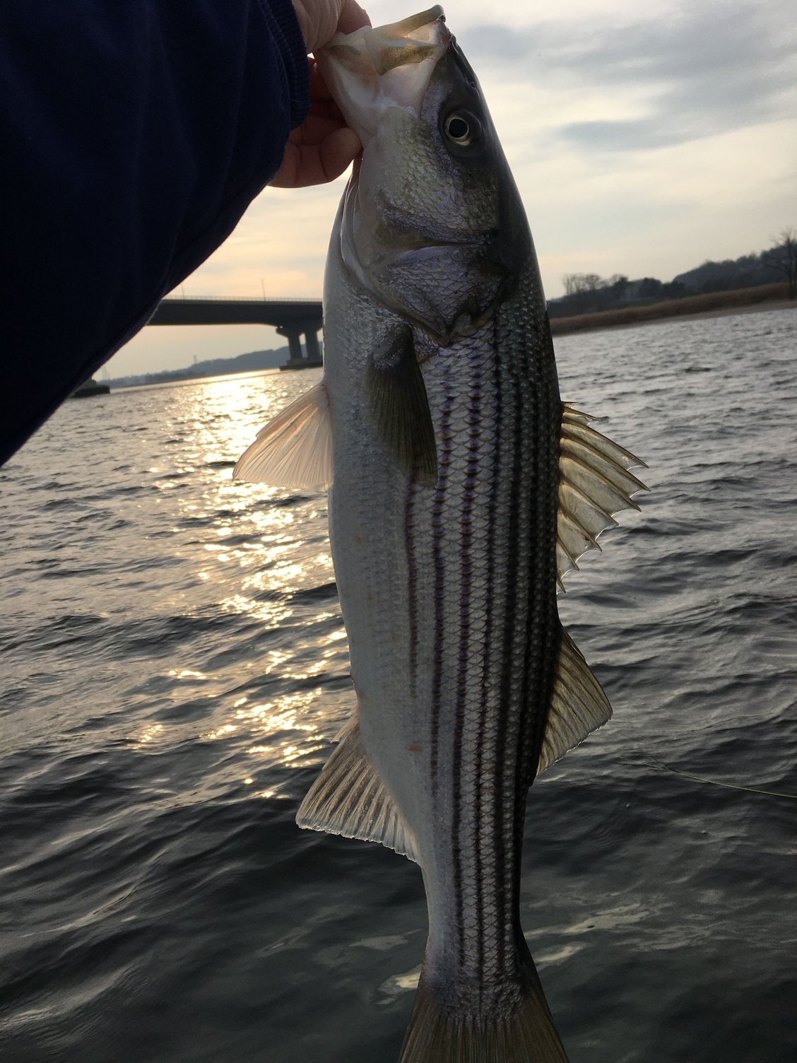 Striped Bass - The Hull Truth - Boating and Fishing Forum