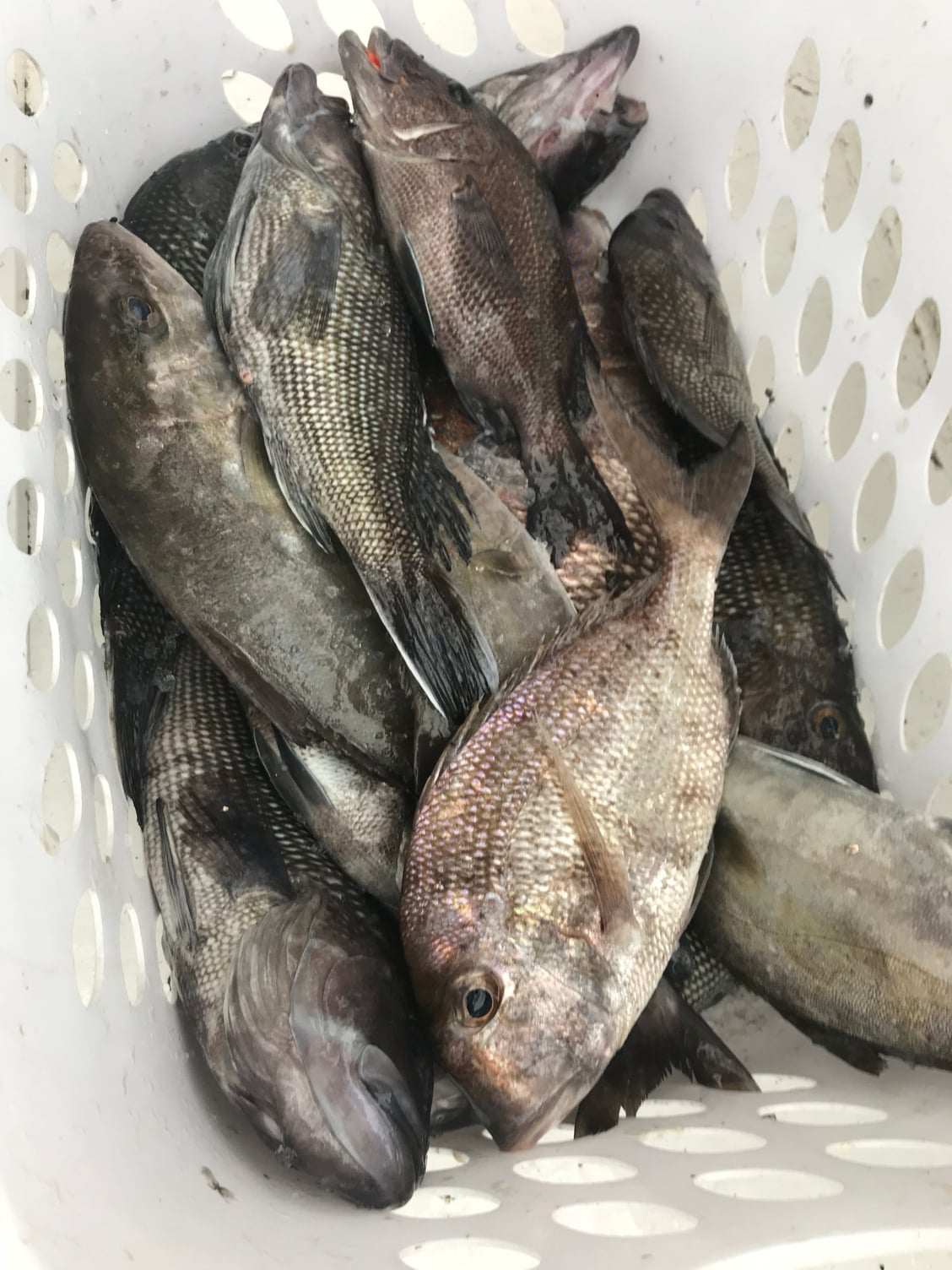 What kind of fish are these? - The Hull Truth - Boating and Fishing Forum