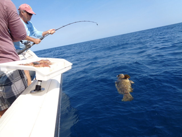 Rod and reel for Grouper. - The Hull Truth - Boating and Fishing Forum