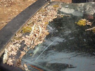 For almost a decade she's been parked under the mighty Oak.