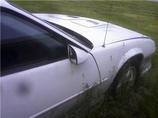 Z28 in the weeds time to bring her out and restore, hell ya!!!!
