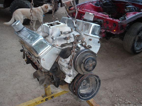 Junk yard dog AJ in the back making sure I'm not loafing. Engine on stand and is now in my shop. Tomorrow I am tearing it apart to get ready for the new parts and to cc everything.  I am also going to pull the caps and mains to check them out and plasti gauge them to make sure they are still in spec. They should be as engine only has 4000k on it max sense I did the machining in school.