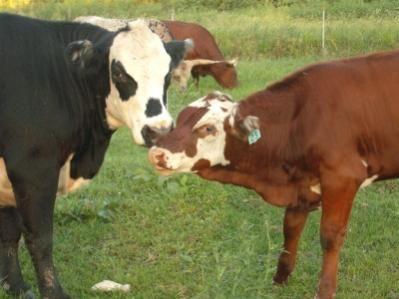 My cow and heifer, Oreo and Nabisco