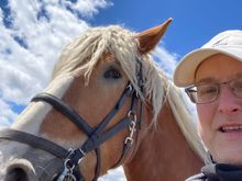 Belgian Horse selfie. Smile, Ben!