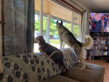 And Kenai getting our pup Luke trained in watching the neighbors 