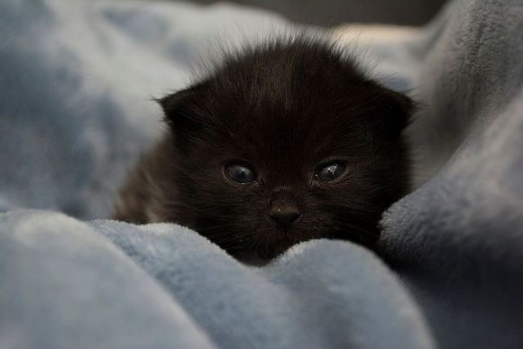 Baby picture of Blinx