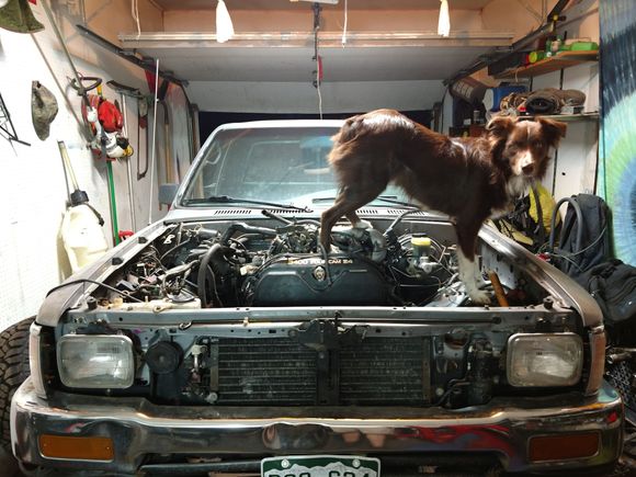 Shop dog helping out