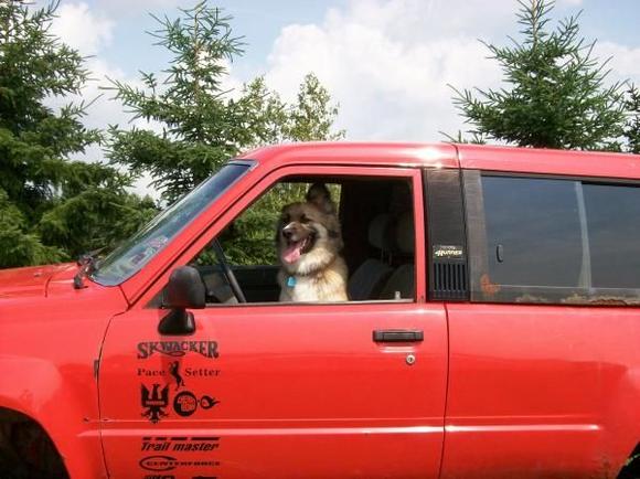 Tacoma the dog 2