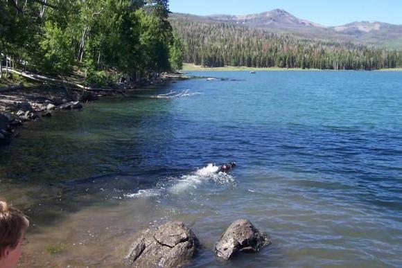 Fishing for dogs.  Tennis balls make great bait.  Incidently that Mtn in the background is BrianHead.  Highest Ski Resort in the United States.