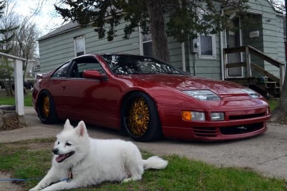 My dog Chico decided to pose with the Z!