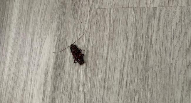 Berkeley Place Apartments - 109 Reviews | Charlotte, NC Apartments for