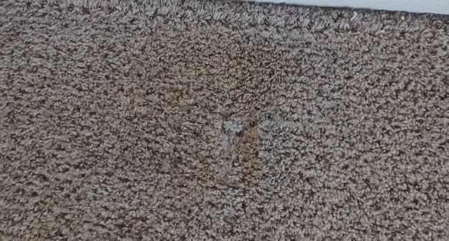 Old diry carpeting in bedroom