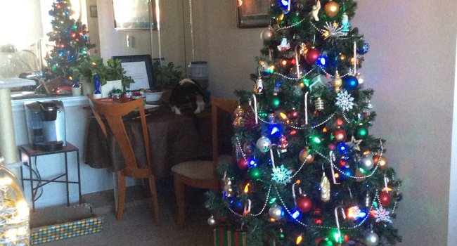 Bardin Greene 69 Reviews Arlington Tx Apartments For Rent Apartmentratings C